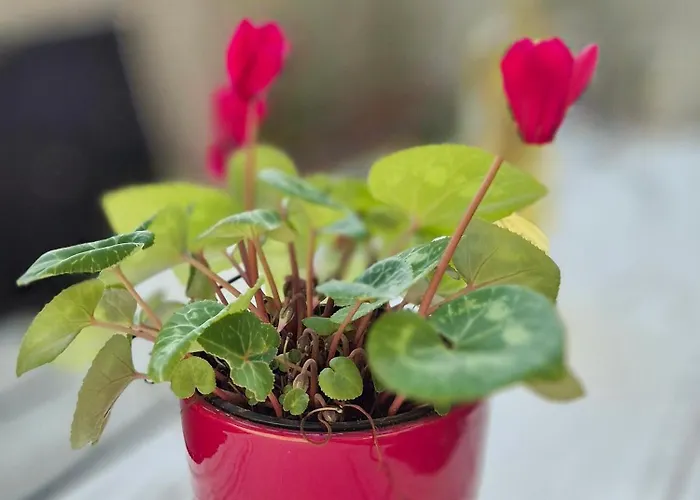 Tena With Private Parking Daire